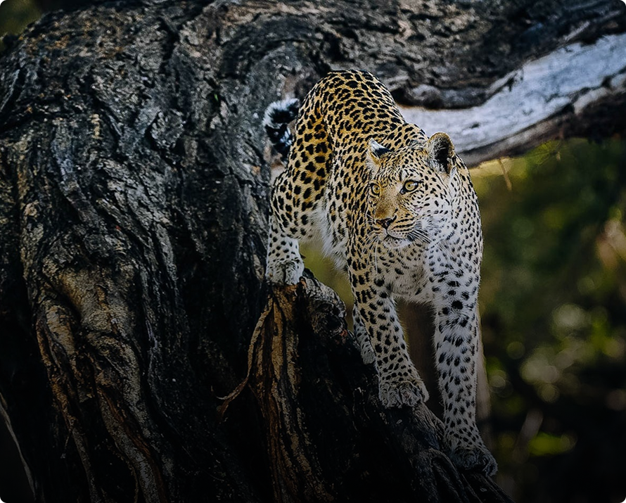 A leopard resting on a tree in the wild